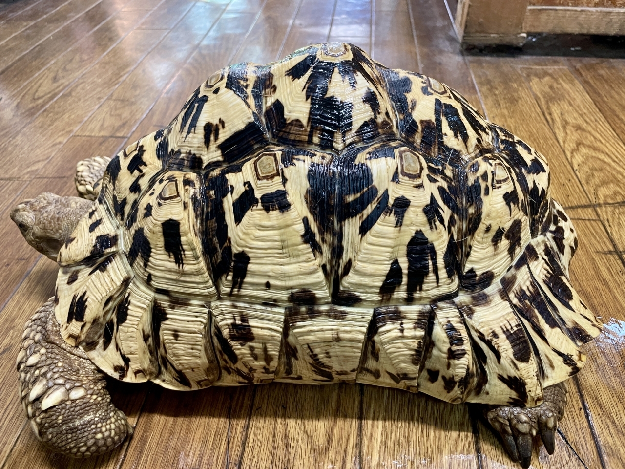 ホワイトヒョウモンリクガメ(2)