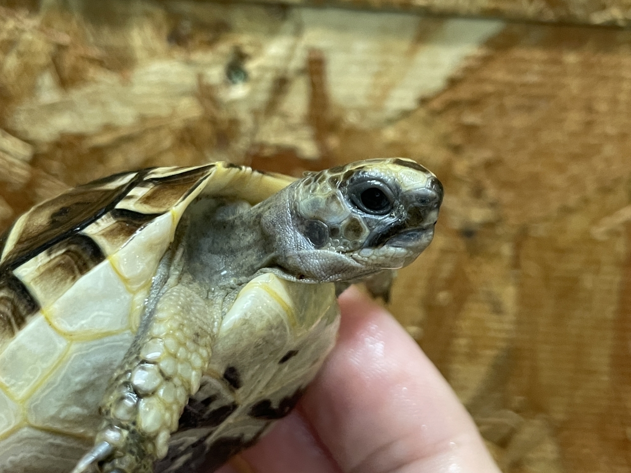 イベラギリシャリクガメ（ブラック）（No.3）(3)