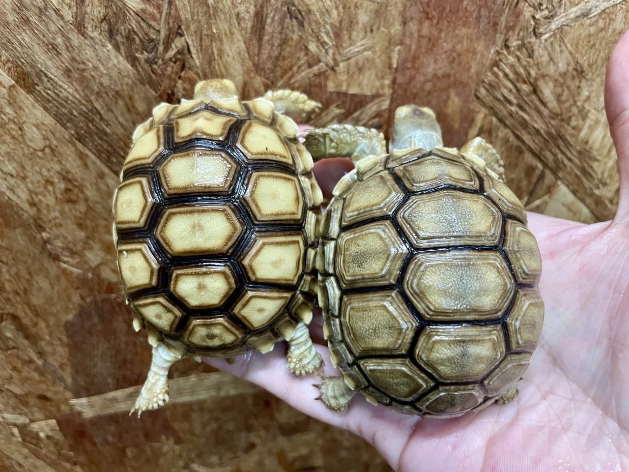 ケヅメリクガメ(2)