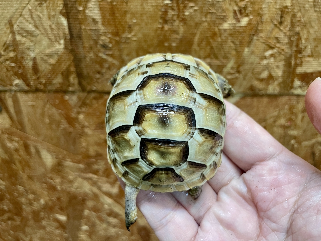 イベラギリシャリクガメ（ホワイト）（No.3）(1)