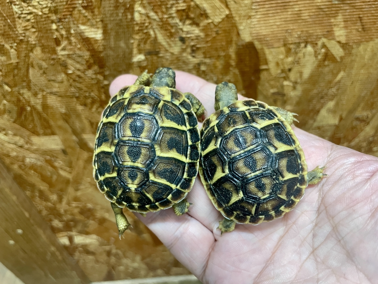 ニシヘルマンリクガメ（カラブリア）(1)