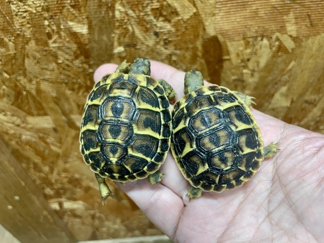 ニシヘルマンリクガメ（カラブリア）