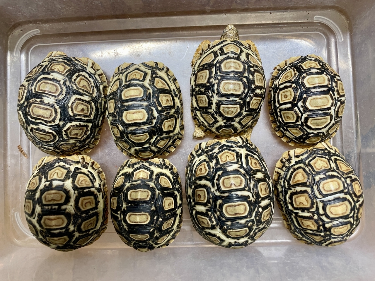 ヒョウモンリクガメ(1)