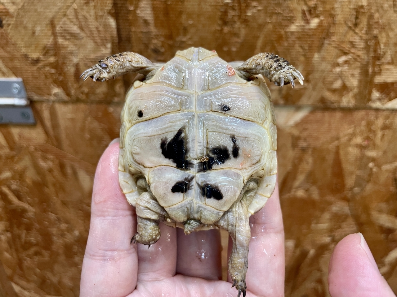 イベラギリシャリクガメ（ホワイト）（No.3）(4)