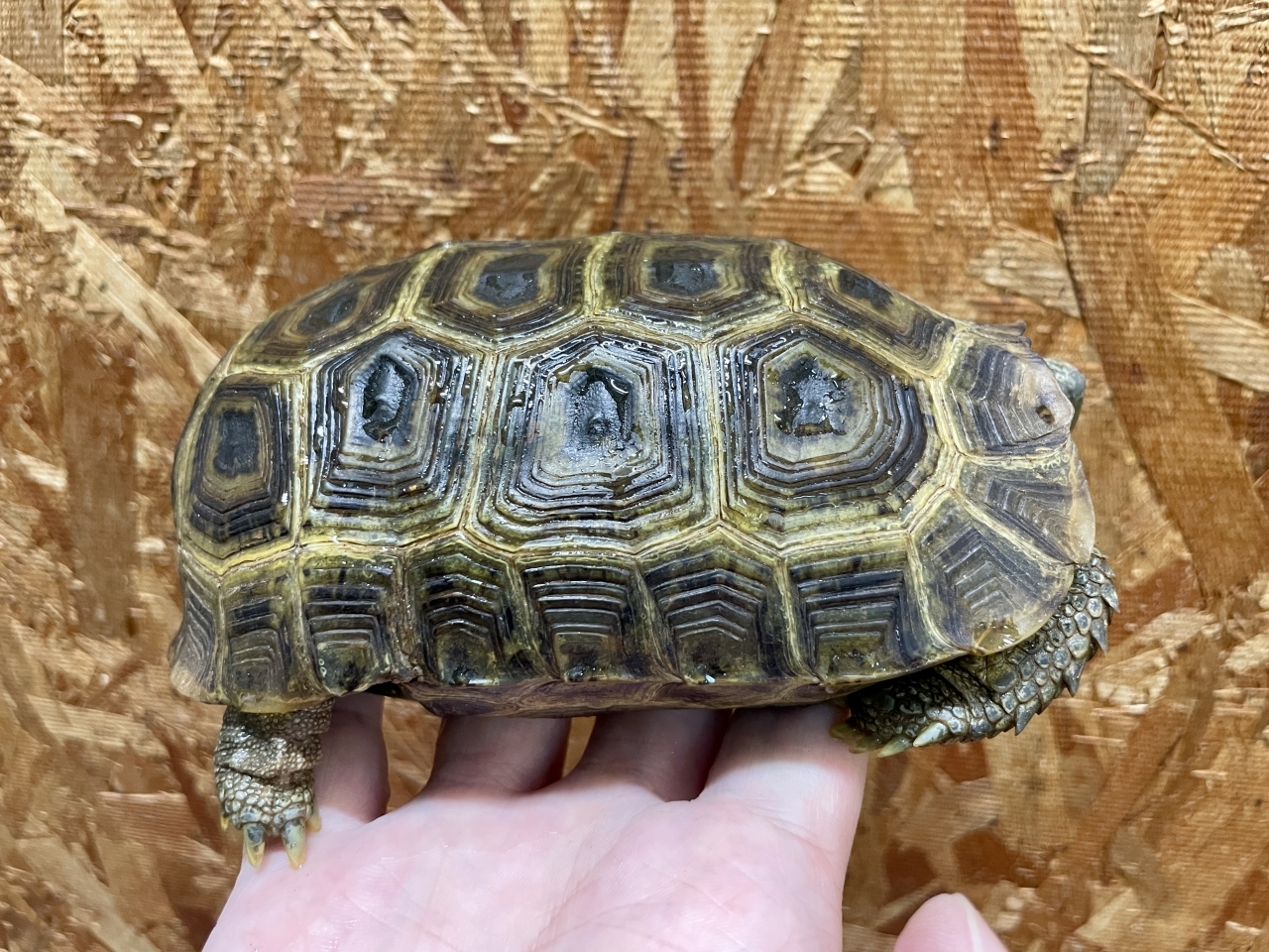 スピークセオレガメ（No.3）(2)