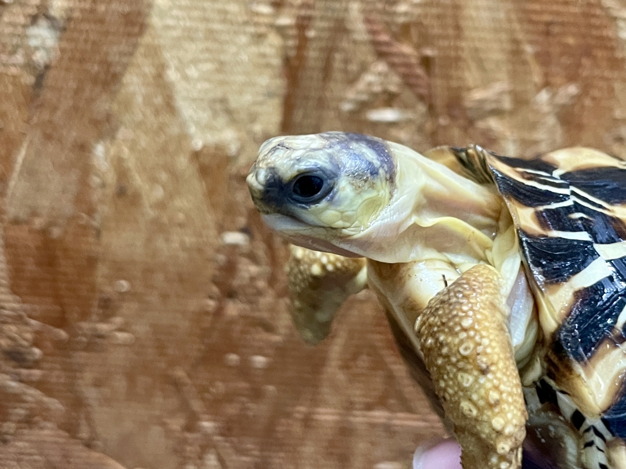 ホウシャガメ(5)