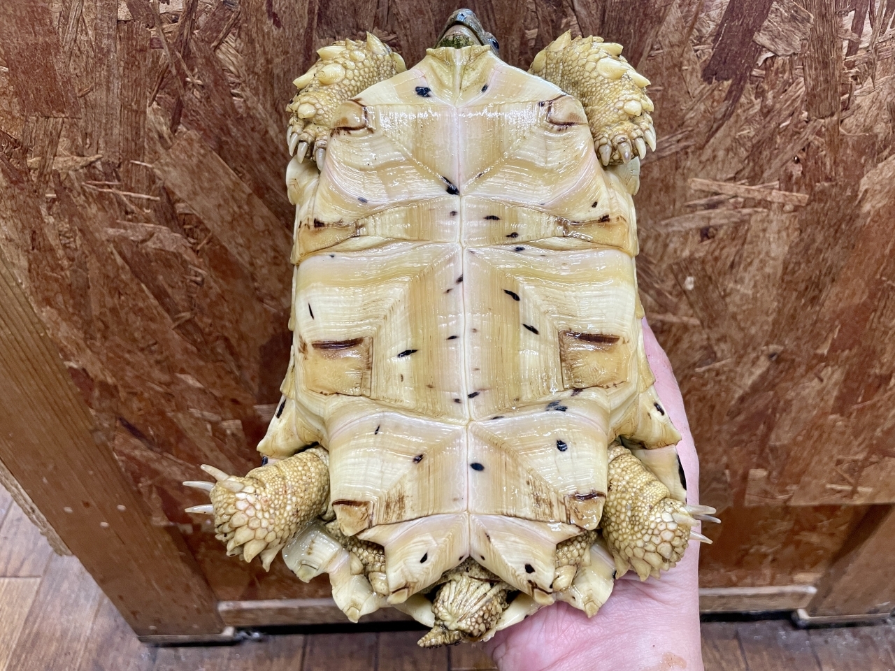 ホワイトヒョウモンリクガメ(6)