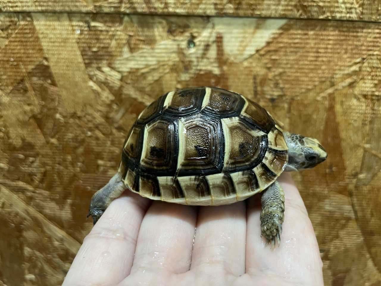 イベラギリシャリクガメ（ブラック）（No.3）(2)