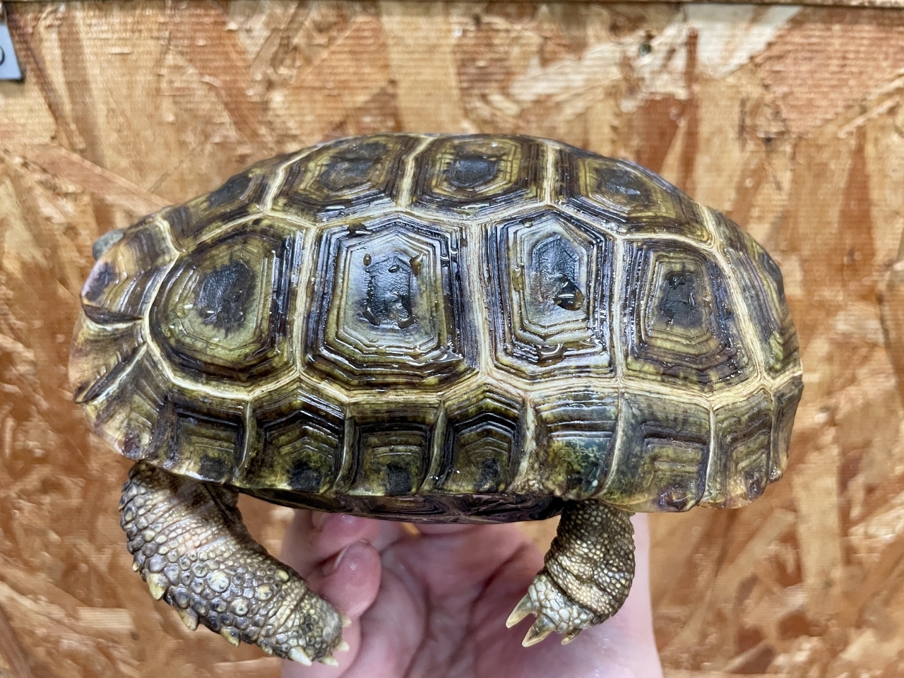 スピークセオレガメ（No.1）(4)