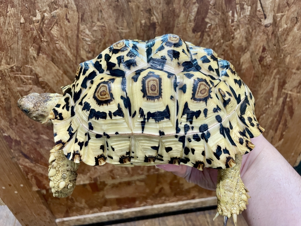 ホワイトヒョウモンリクガメ(2)