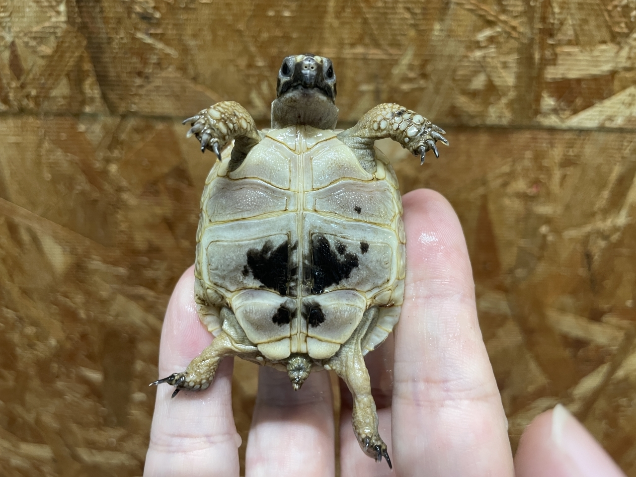 イベラギリシャリクガメ（ホワイト）（No.2）(4)