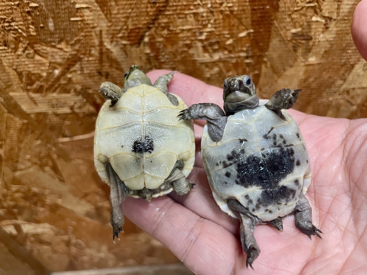 イベラギリシャリクガメ(3)