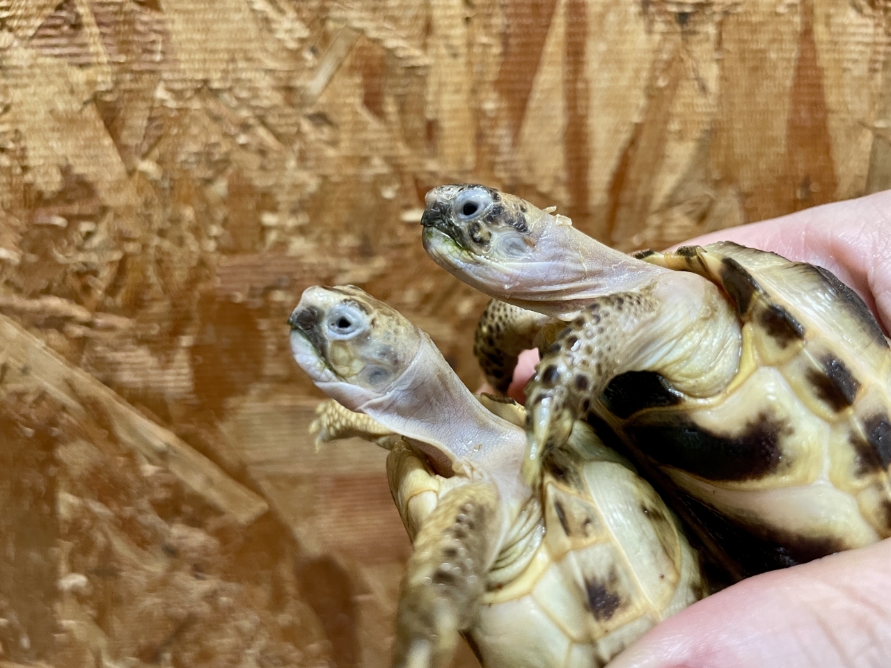 ロシアリクガメ(4)