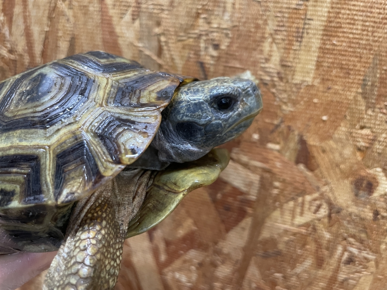 スピークセオレガメ（No.4）(4)