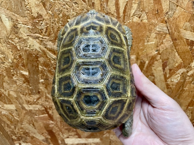 スピークセオレガメ（No.3）