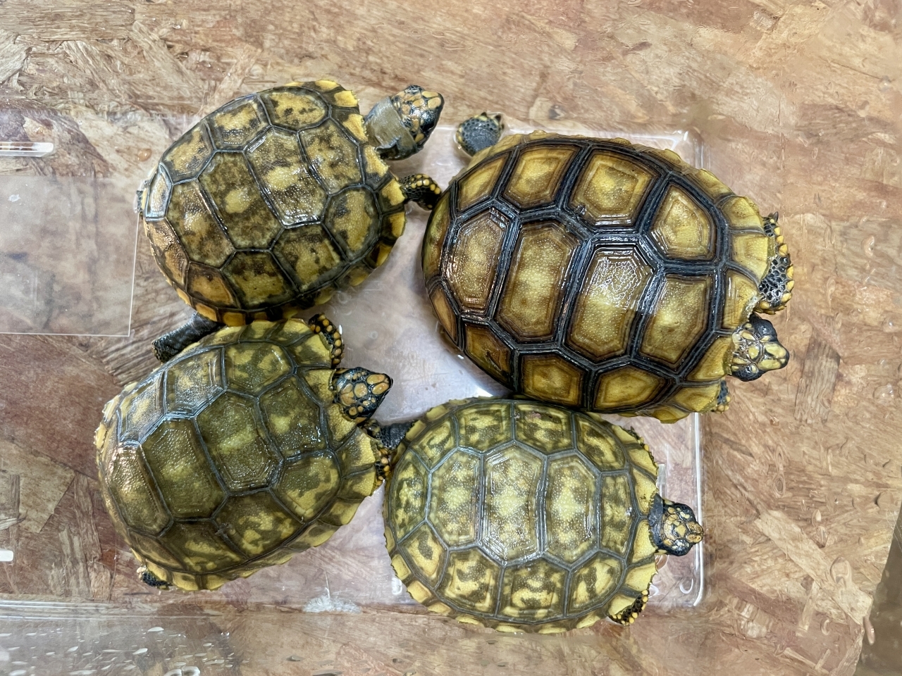 キアシリクガメ(1)