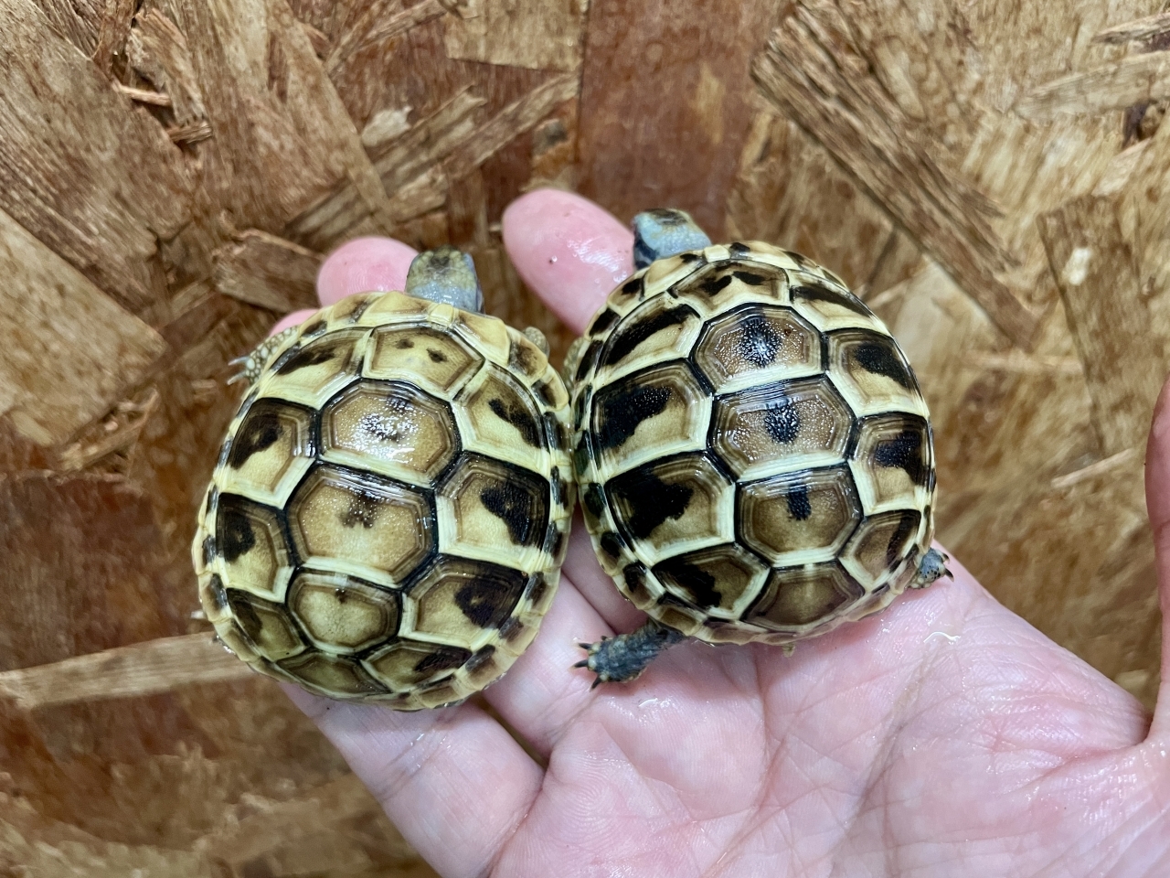 ヒガシヘルマンリクガメ(2)