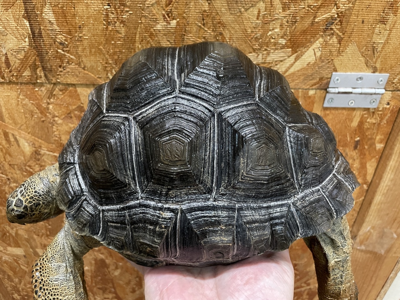 アルダブラゾウガメ（セーシェル）(3)