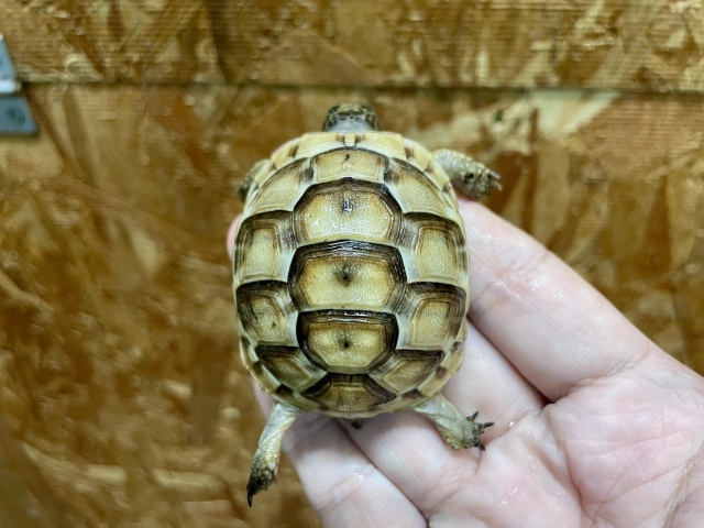 イベラギリシャリクガメ（ホワイト）（No.2）