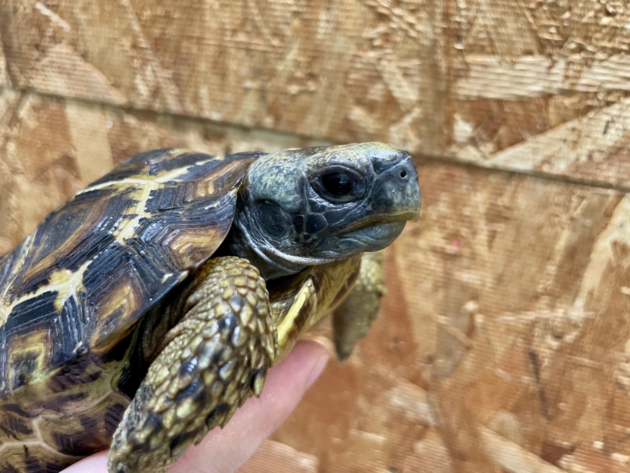 スピークセオレガメ（No.5）(4)