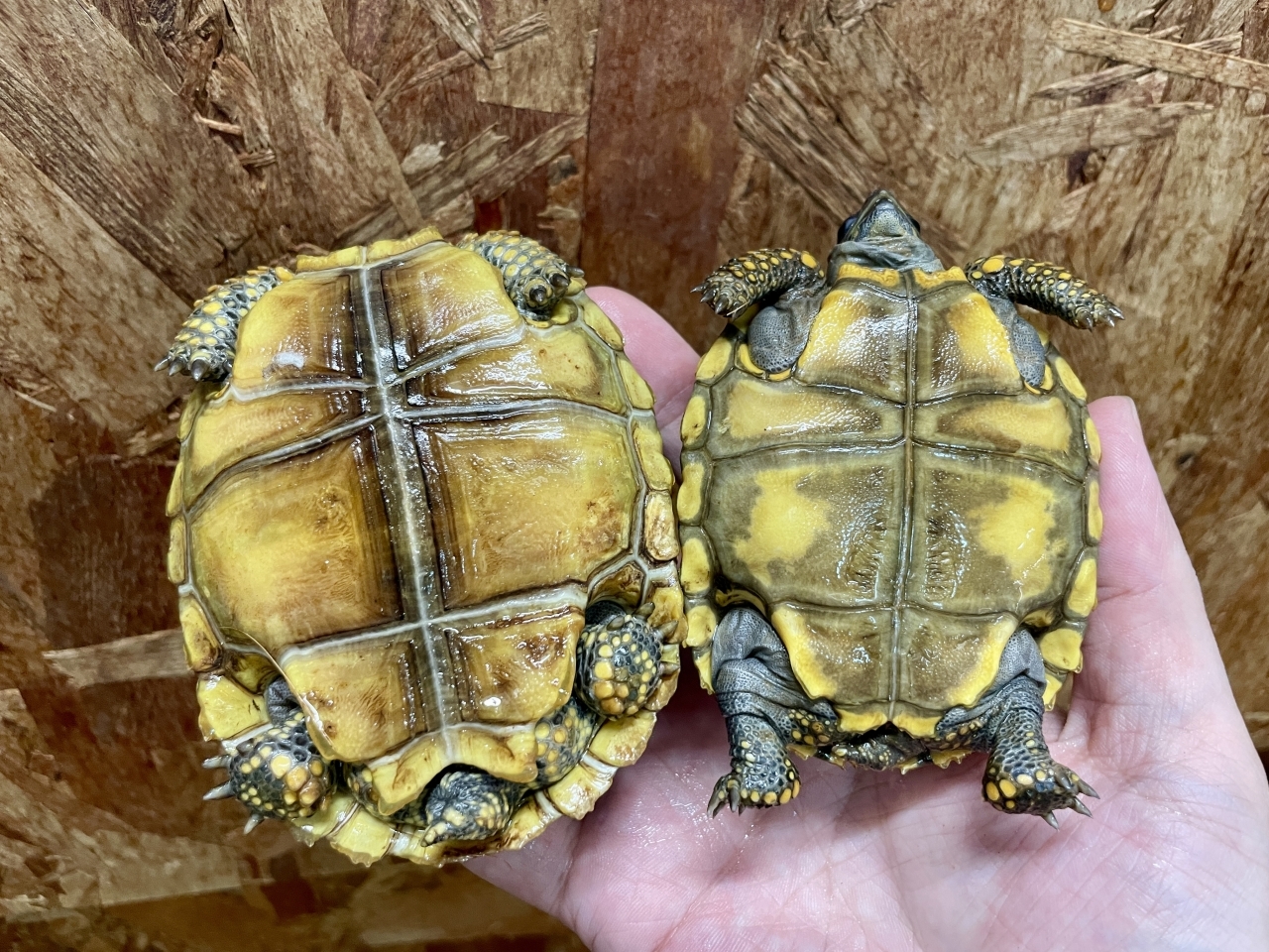 キアシリクガメ(4)
