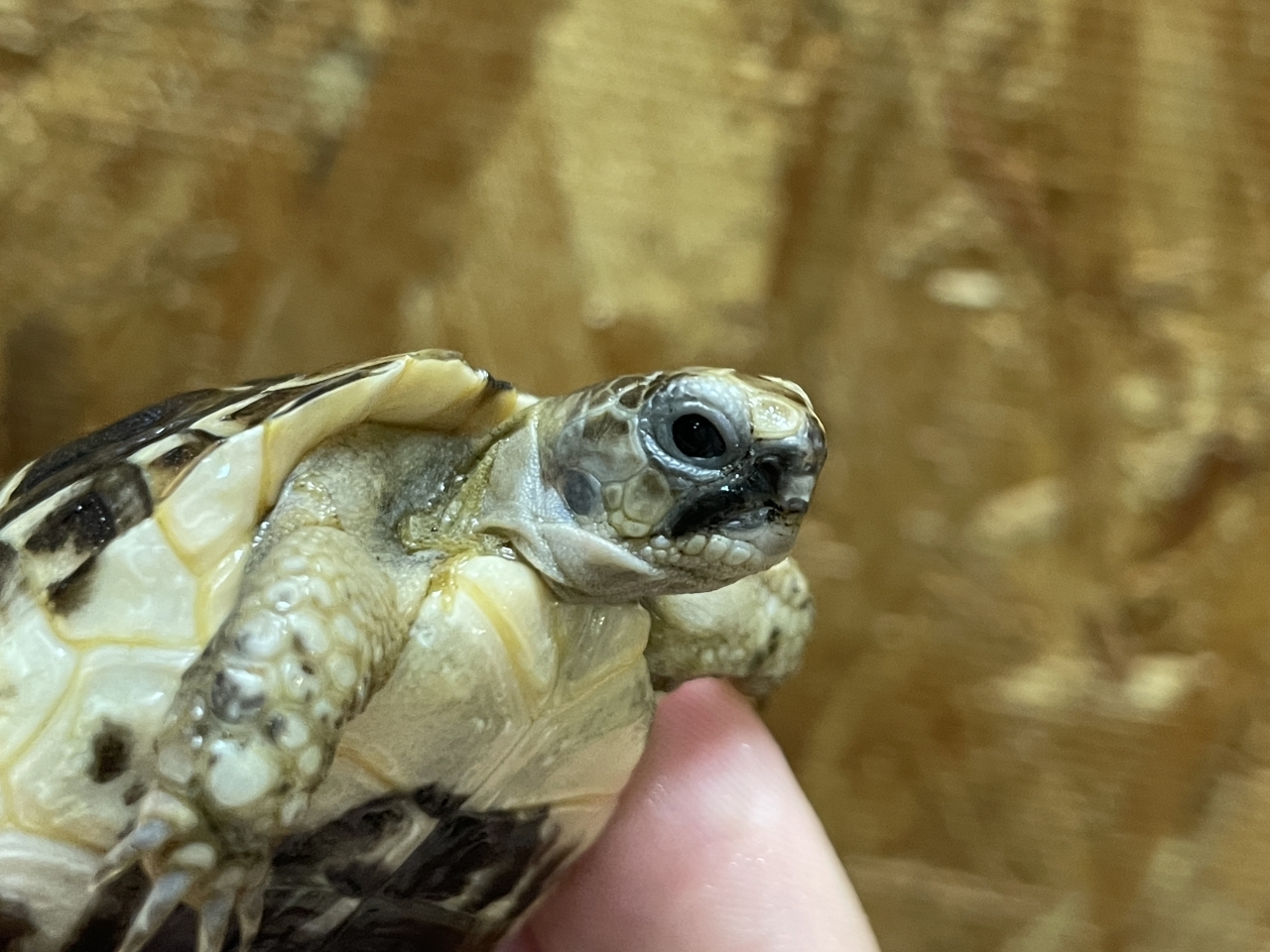 イベラギリシャリクガメ（ブラック）（No.2）(3)