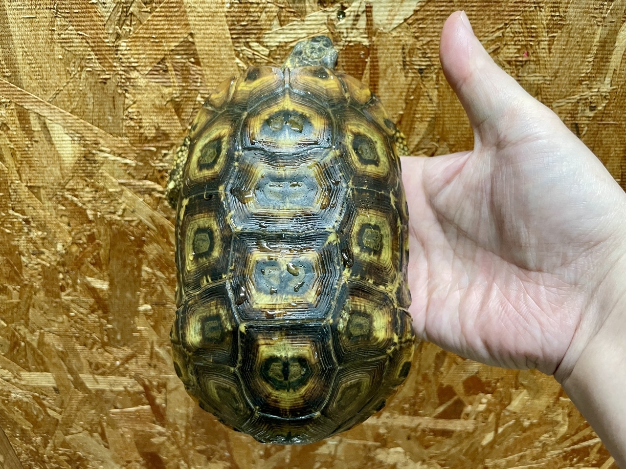 スピークセオレガメ（No.6）(1)