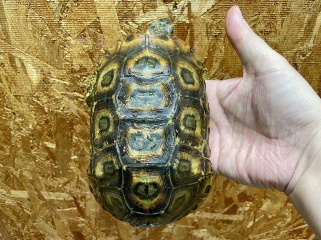 スピークセオレガメ（No.6）