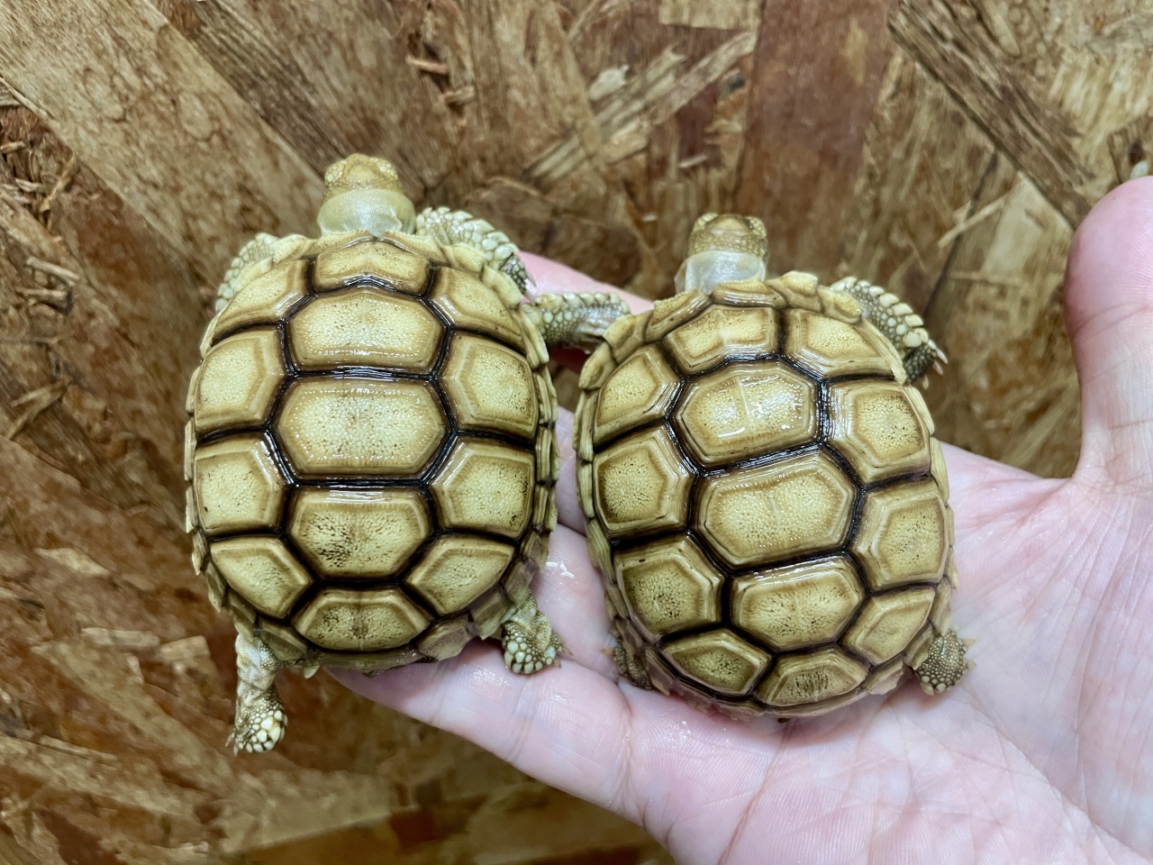 ケヅメリクガメ(2)