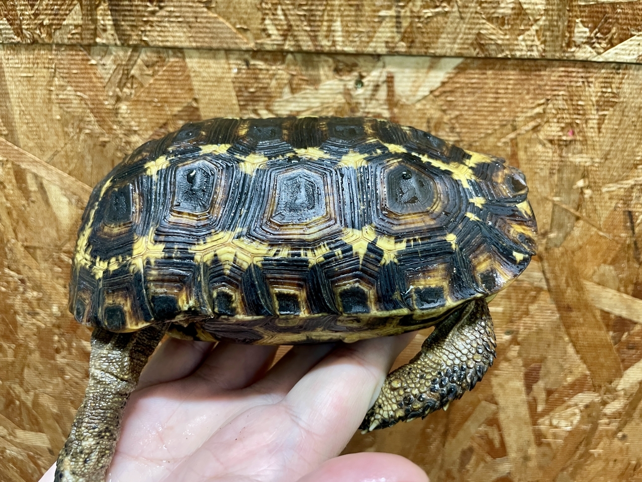 スピークセオレガメ（No.8）(2)