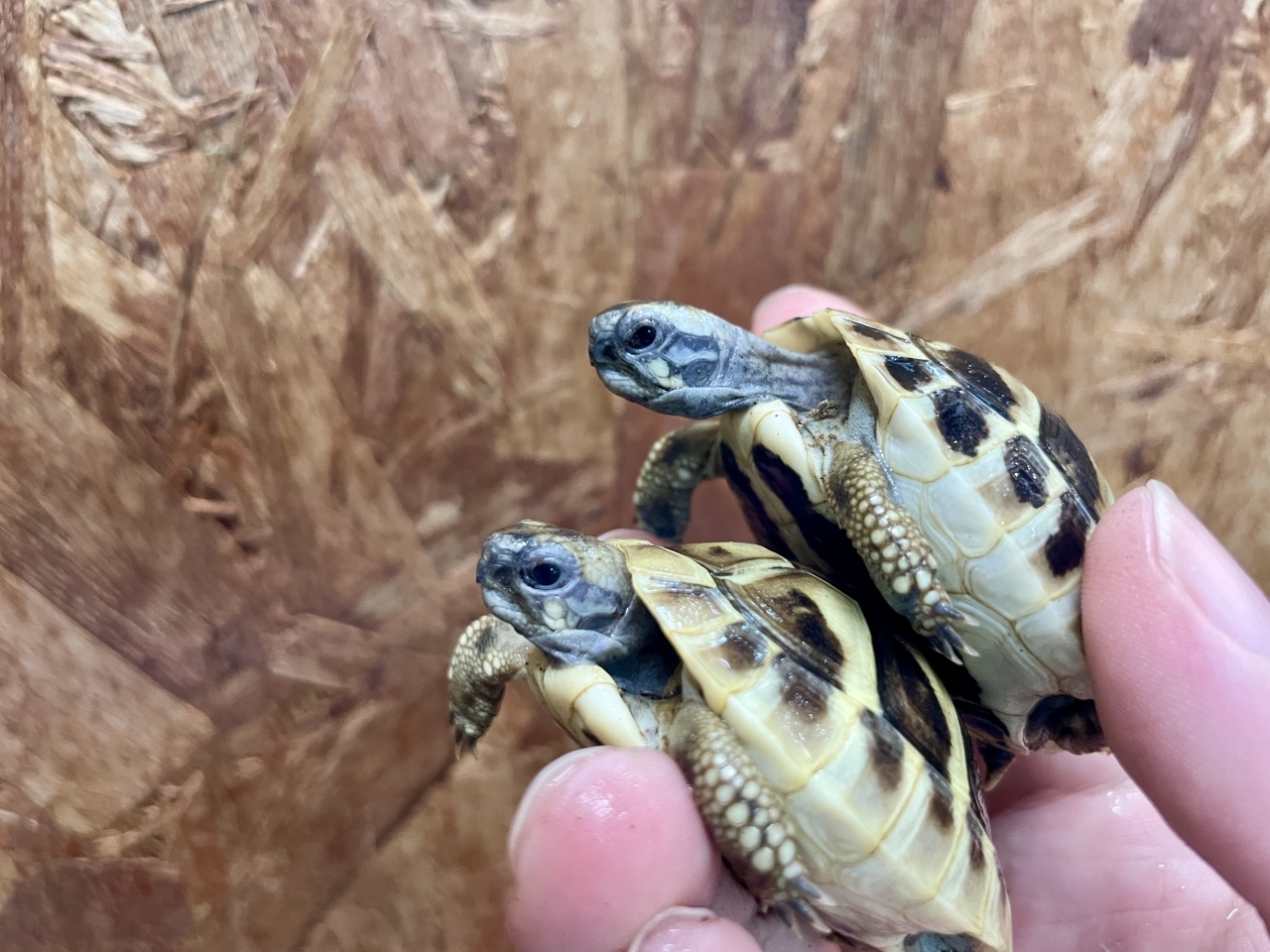 ヒガシヘルマンリクガメ(3)