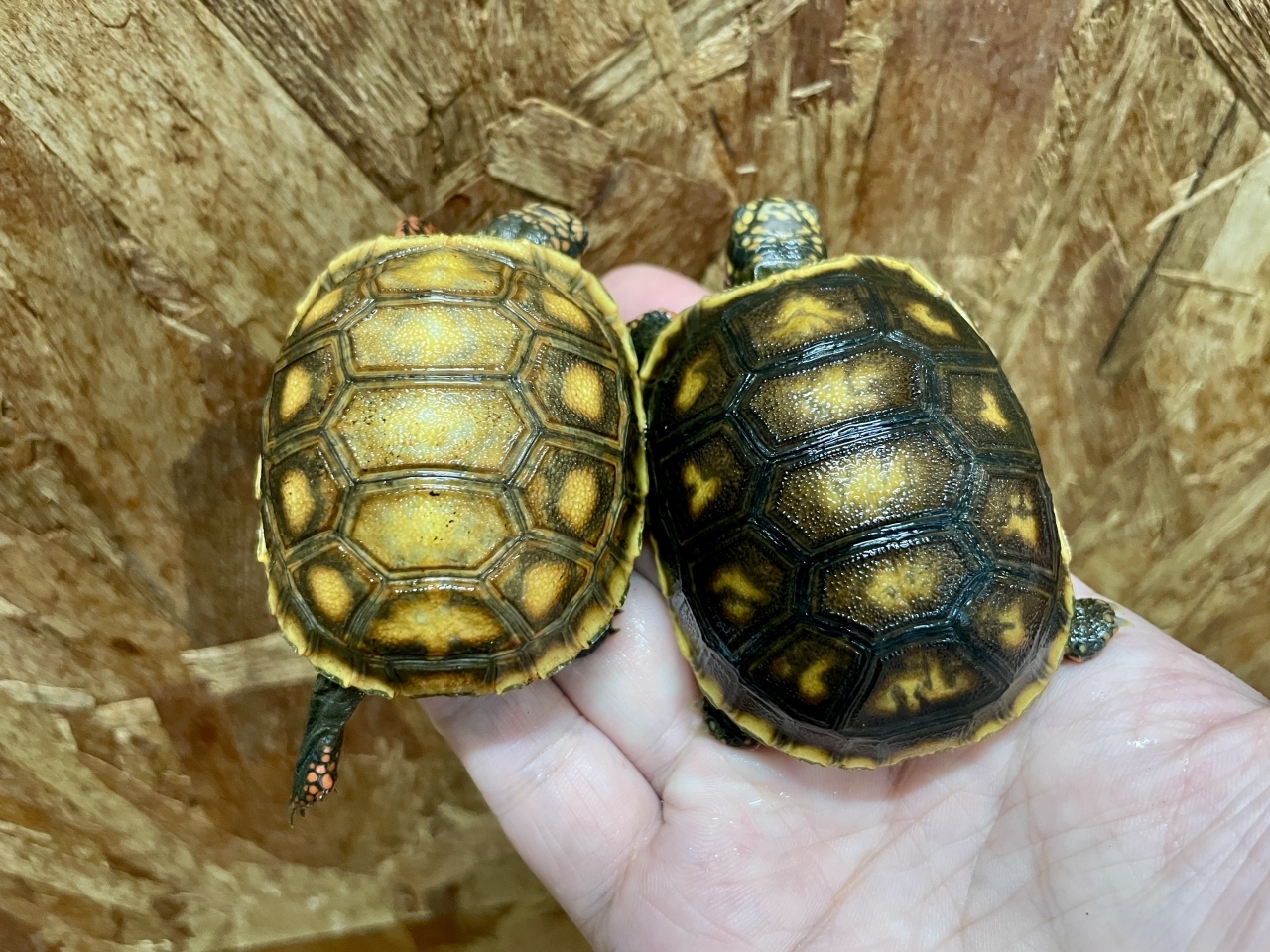 アカアシリクガメ(2)