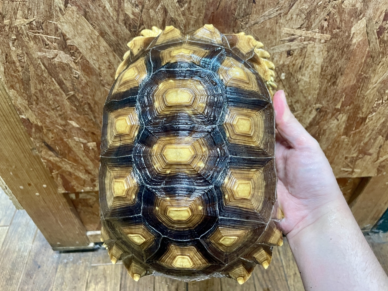 ケヅメリクガメ(3)