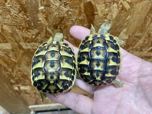 ニシヘルマンリクガメ（トスカーナ）