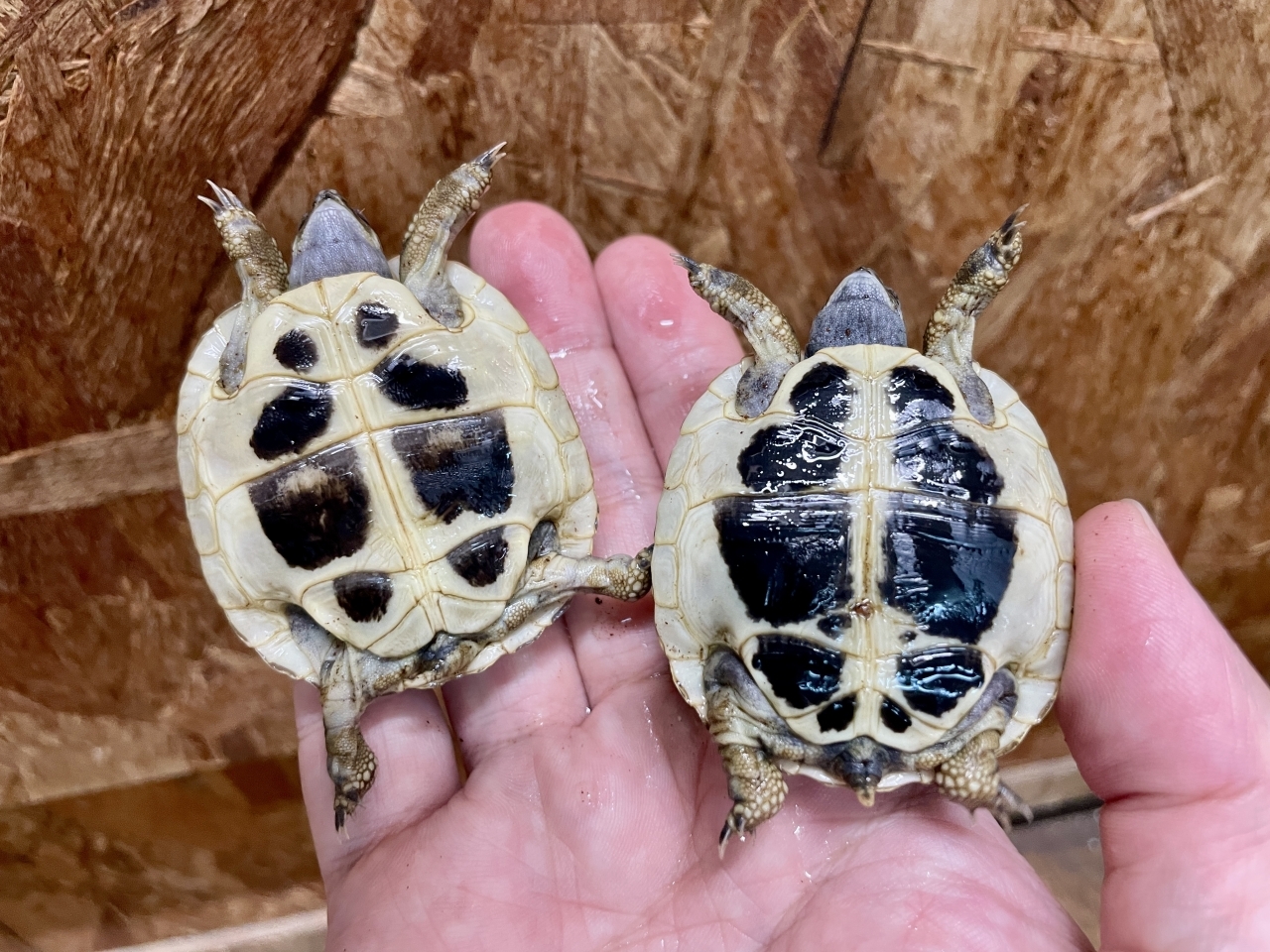 ヒガシヘルマンリクガメ(4)