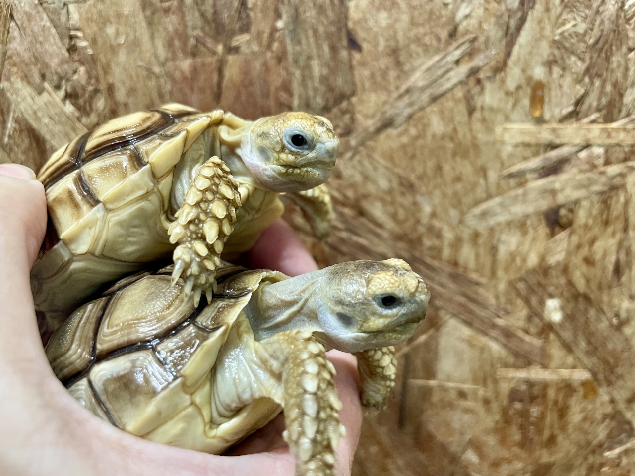 ケヅメリクガメ(3)