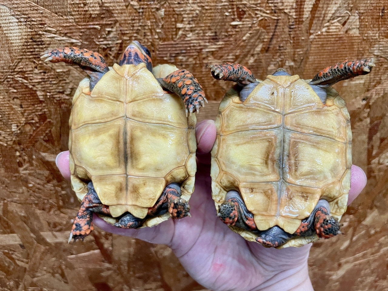 アカアシリクガメ(5)