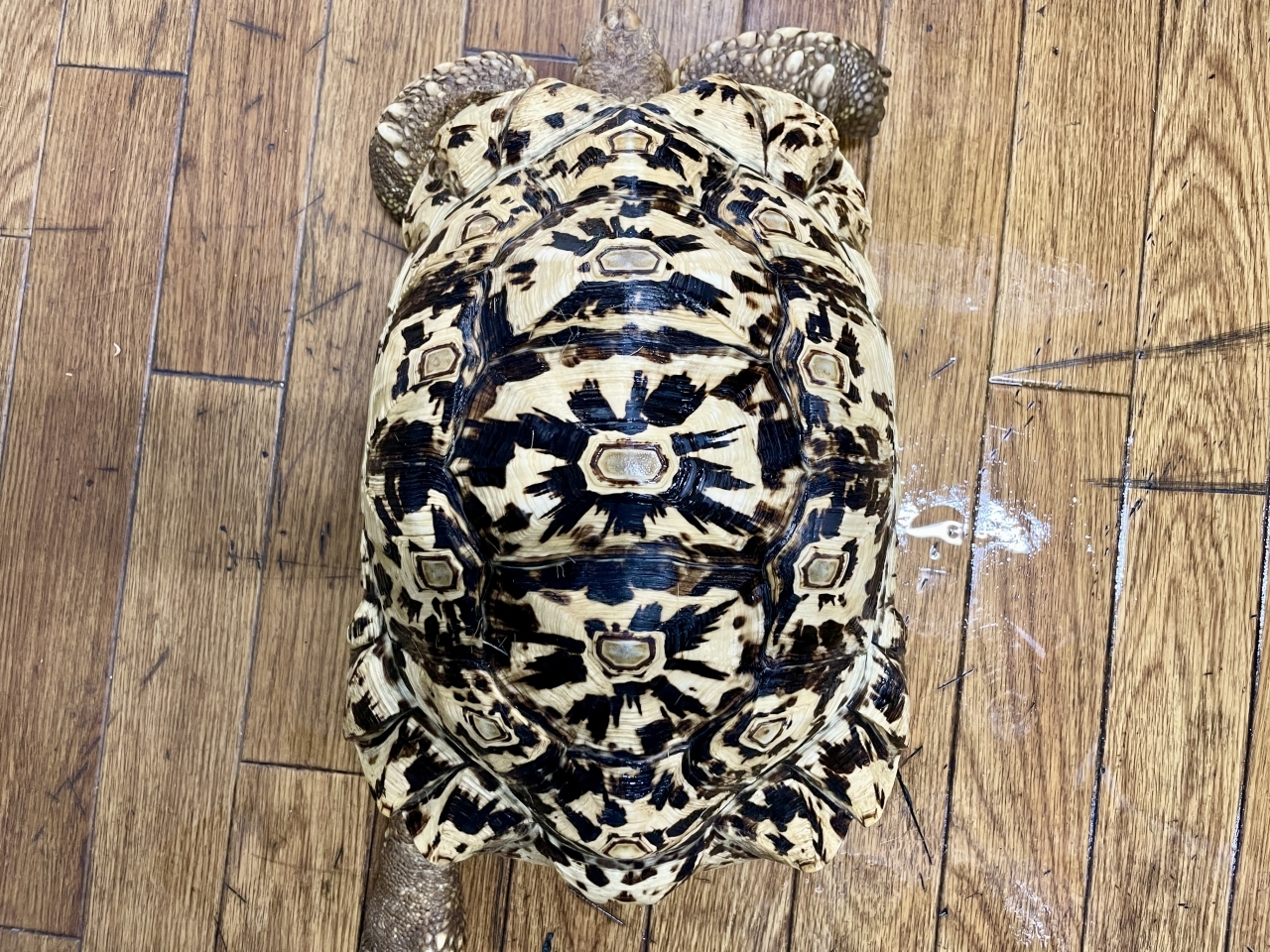 ホワイトヒョウモンリクガメ(3)