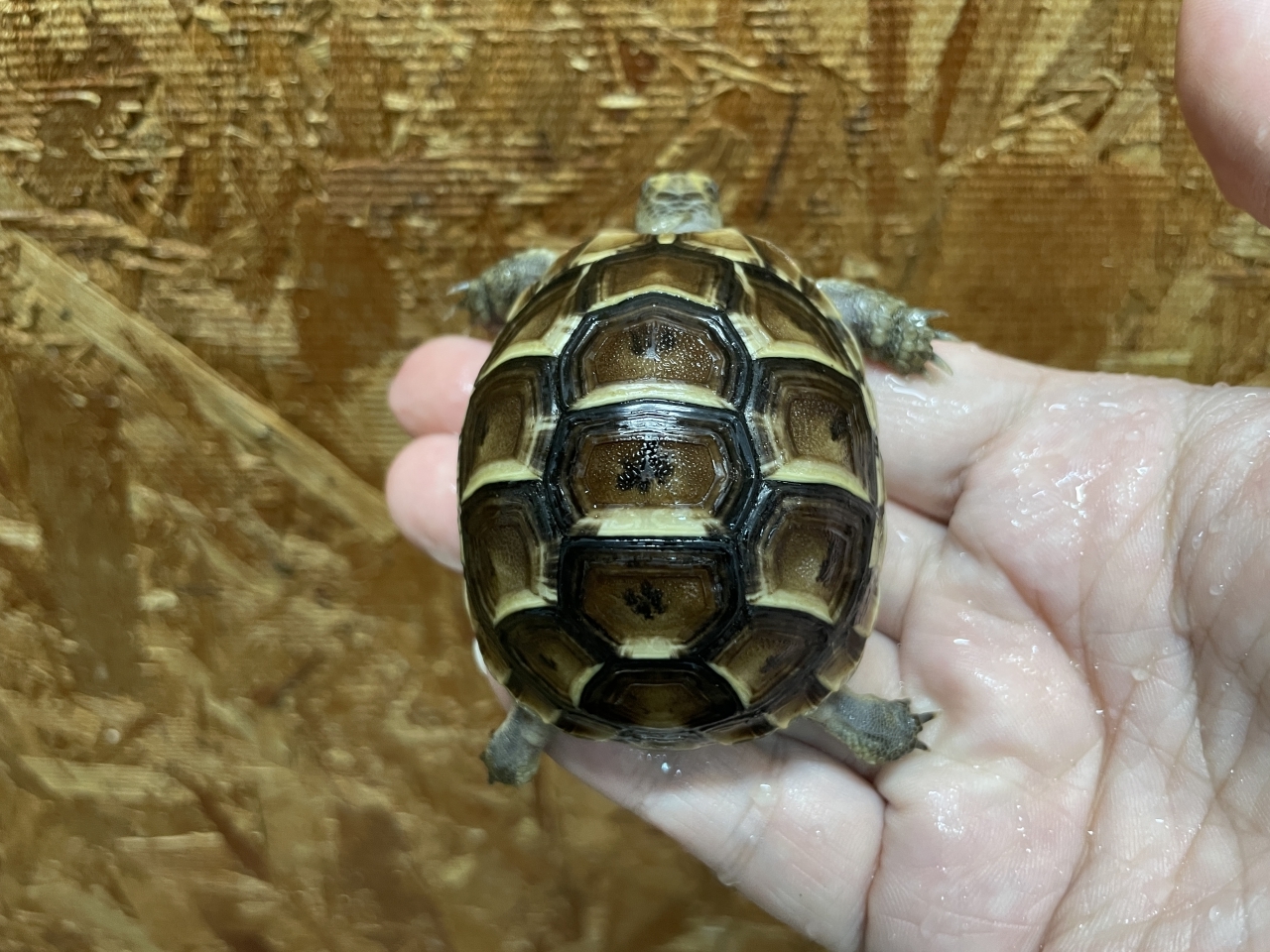 イベラギリシャリクガメ（ブラック）（No.3）(1)