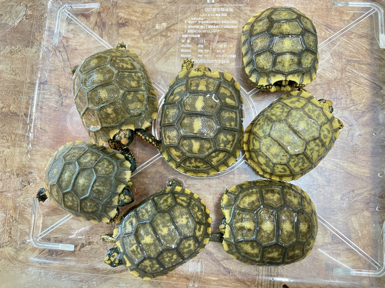 キアシリクガメ(1)