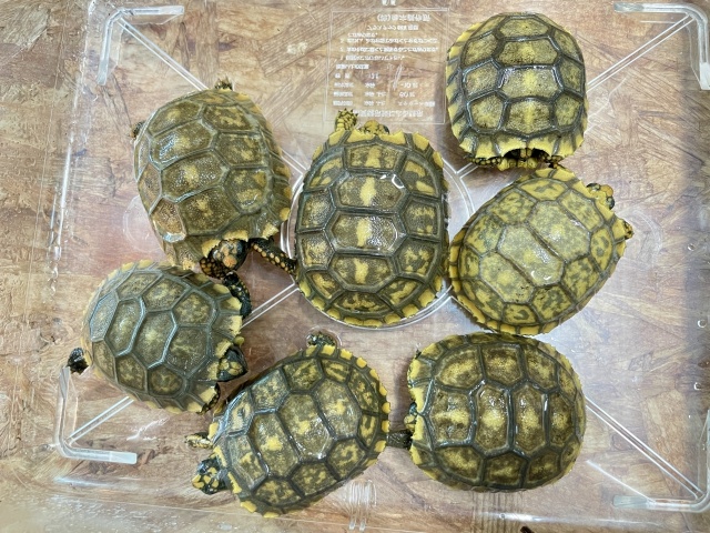 キアシリクガメ