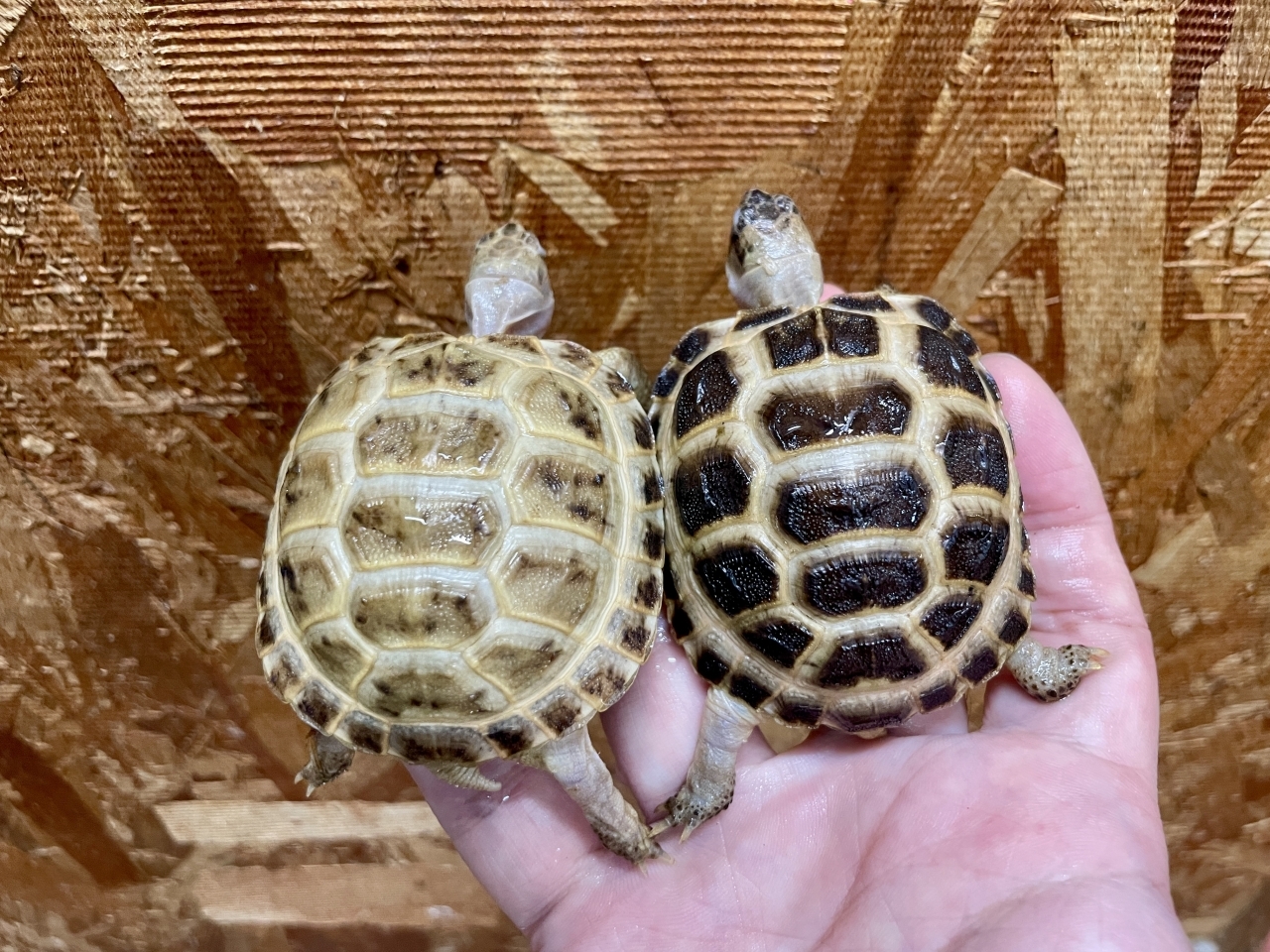 ロシアリクガメ(2)