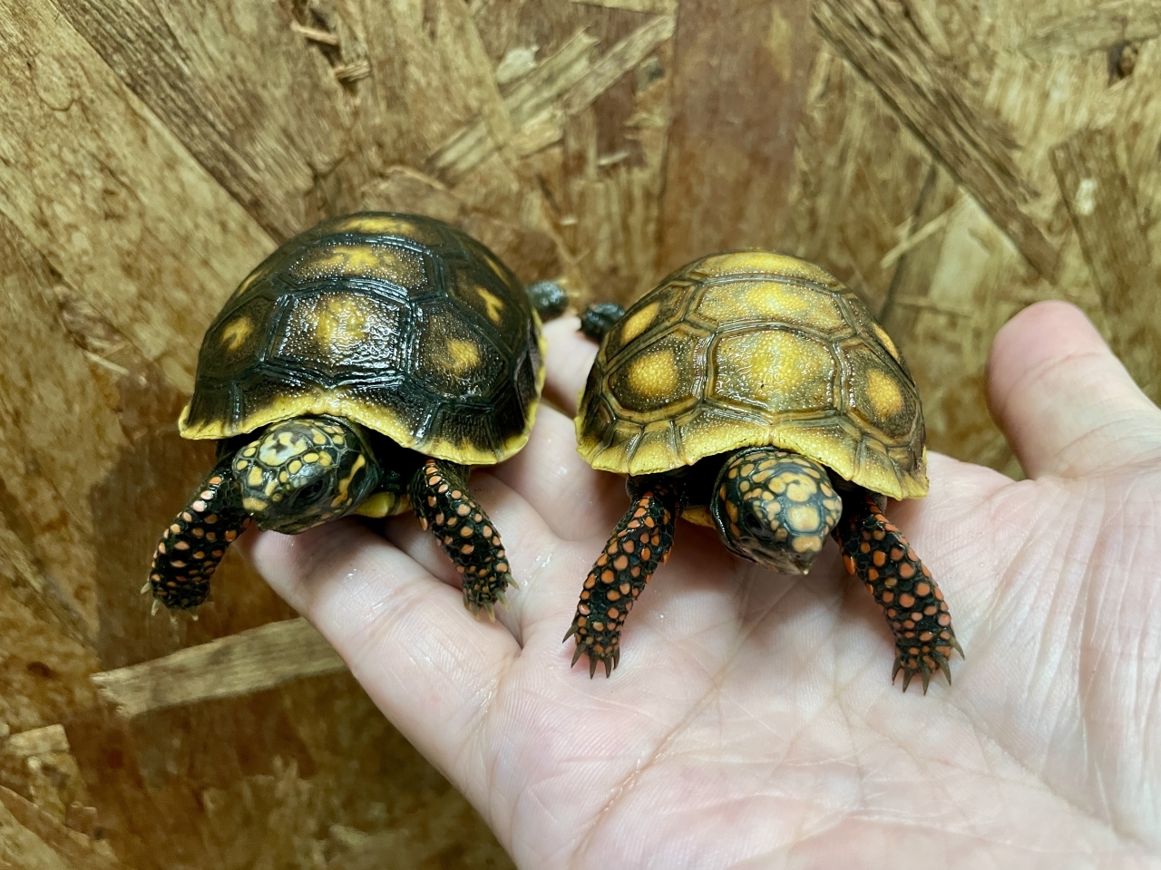 アカアシリクガメ(4)