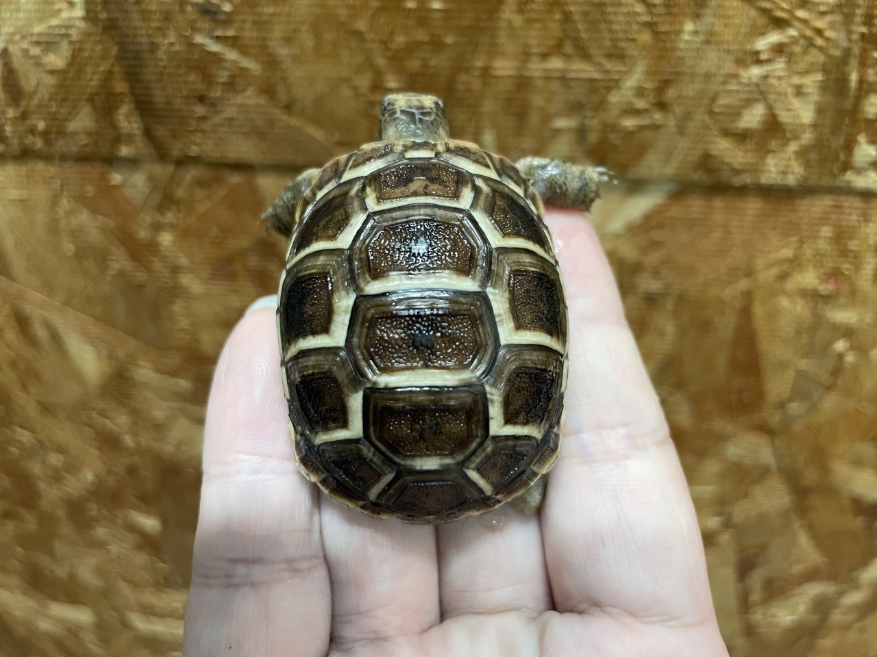 イベラギリシャリクガメ（ブラック）（No.2）(1)