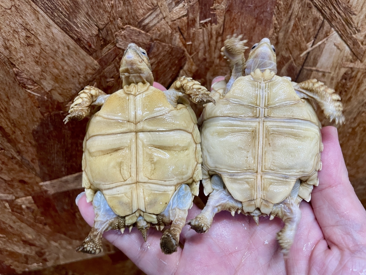 ケヅメリクガメ(4)