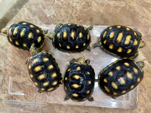 アカアシリクガメ