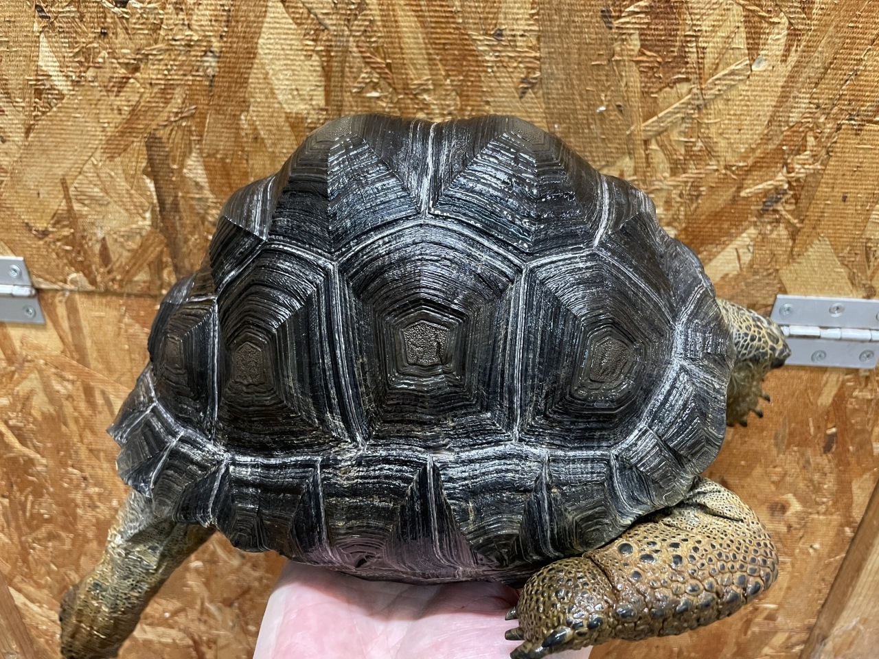 爬虫類ショップ サウリア守口店 アルダブラゾウガメ セーシェル
