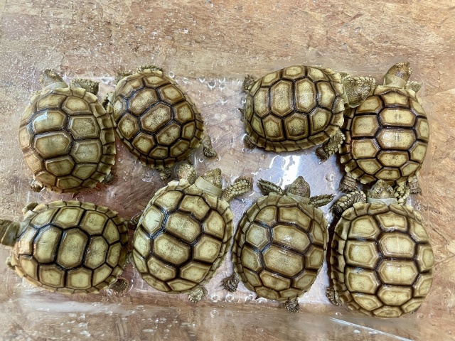 ケヅメリクガメ