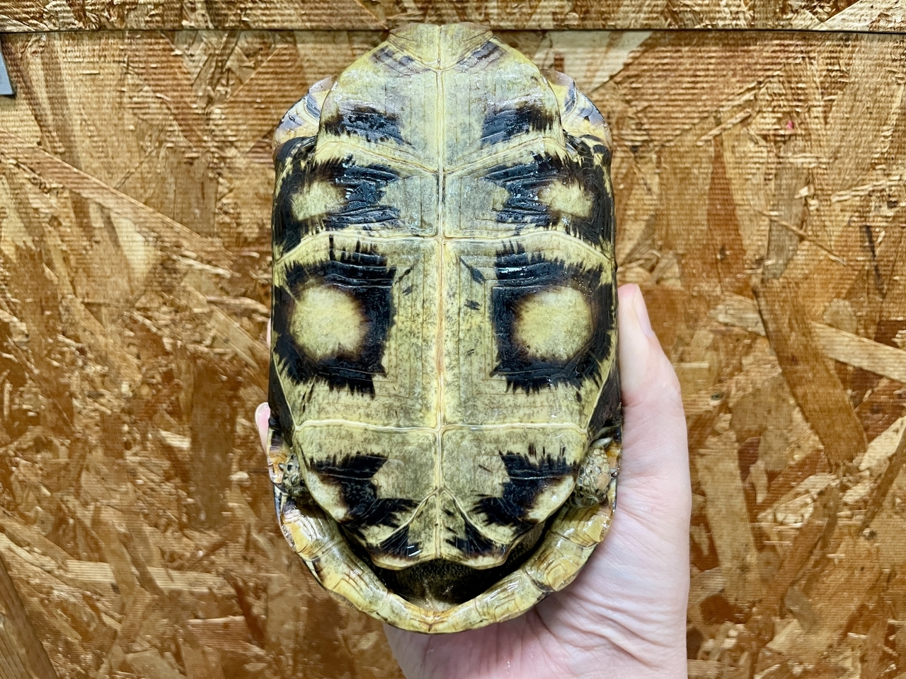 スピークセオレガメ（No.7）(5)