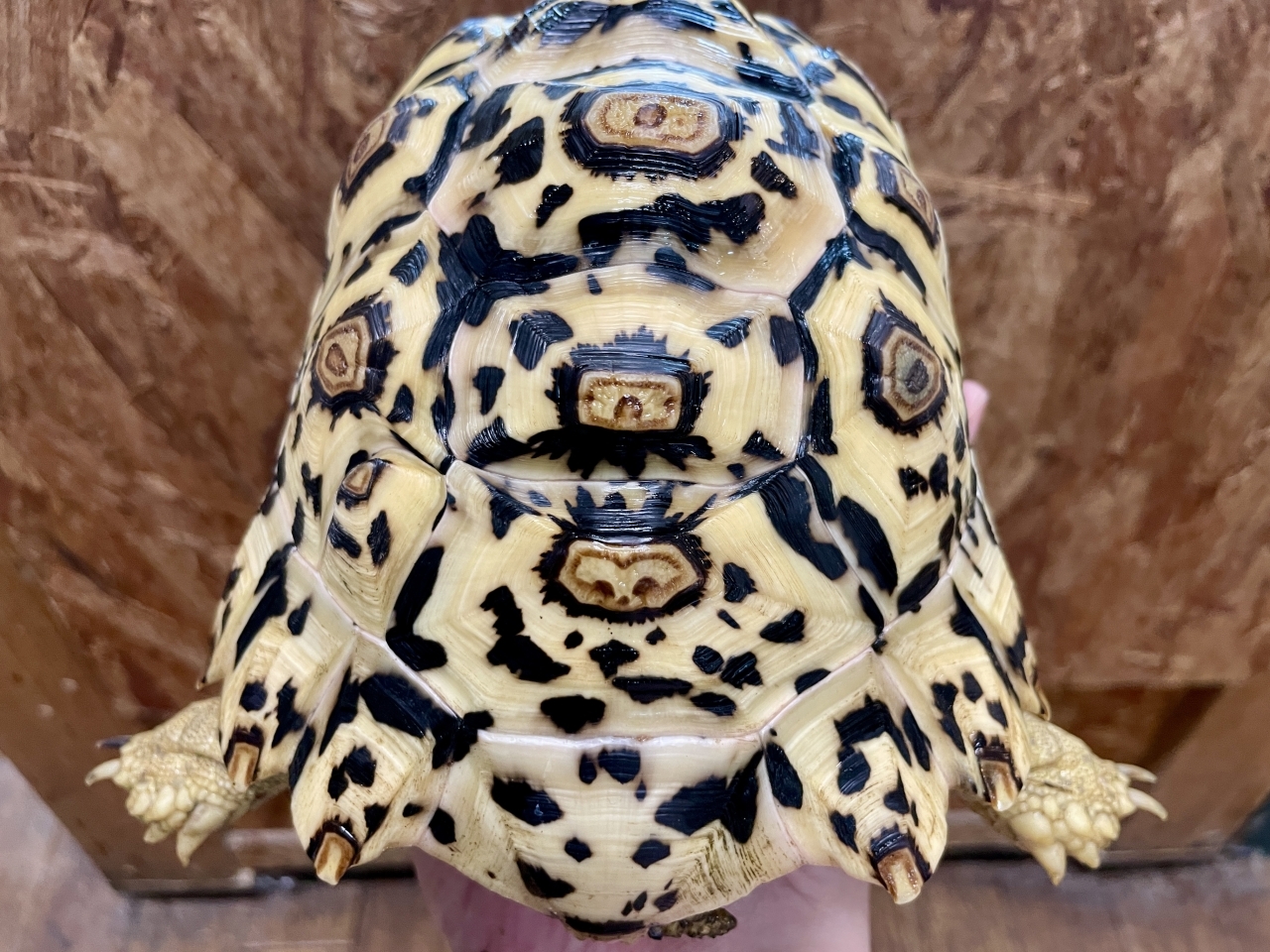 ホワイトヒョウモンリクガメ(4)